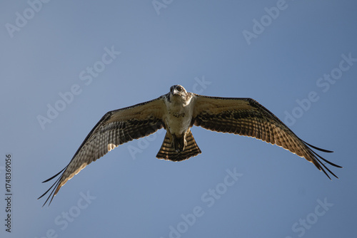 Northern Harrier Hawk Gliding Overhead