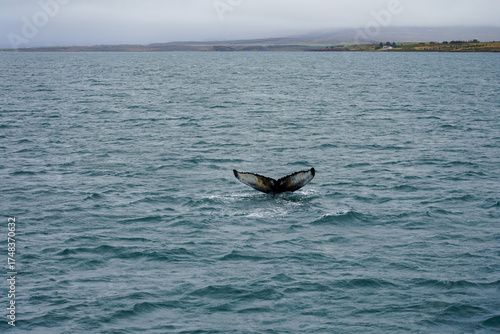 Whale in the sea