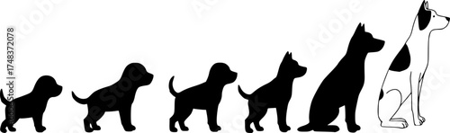 Silhouettes of growing dog outlines illustrating the stages of canine development and growth
