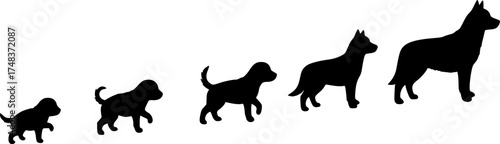 Silhouettes of growing dog outlines illustrating the stages of canine development and growth
