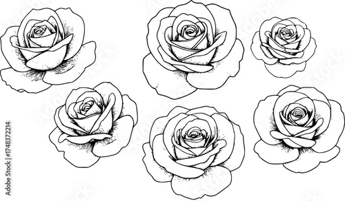 Elegant black and white line art illustration of five beautiful rose flowers
