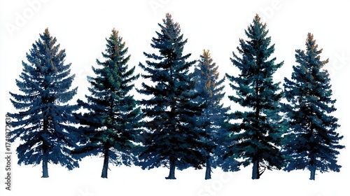 Tall evergreen trees in winter landscape
