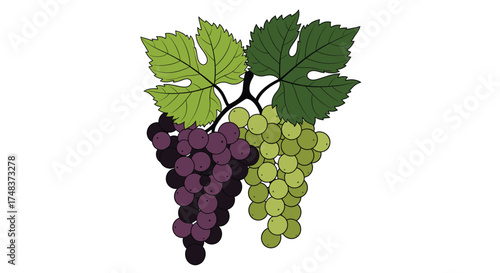 Illustration of Two Grape Bunches: Purple and Green Grapes with Leaves, Vine Fruits, Harvest Season, Food Icon, Isolated on White Background.