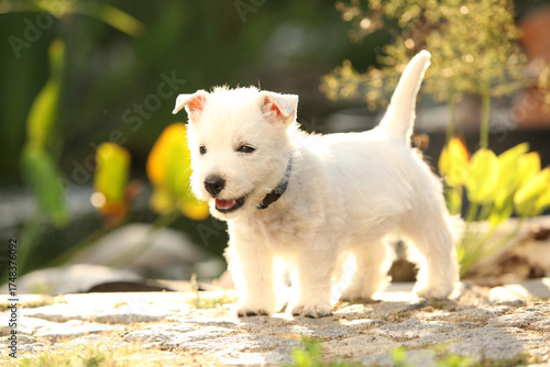 Welsh Highland White terrier