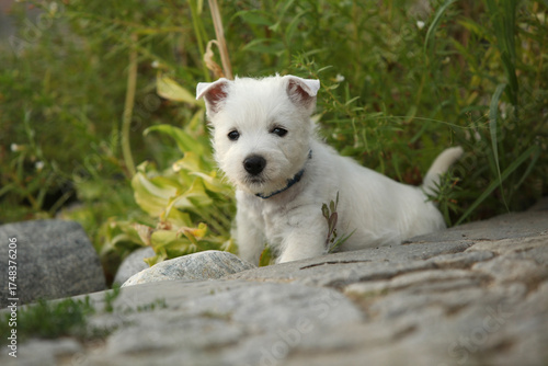 Welsh Highland White terrier