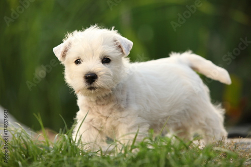 Welsh Highland White terrier