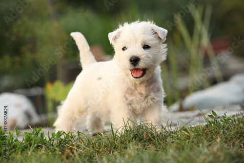 Welsh Highland White terrier