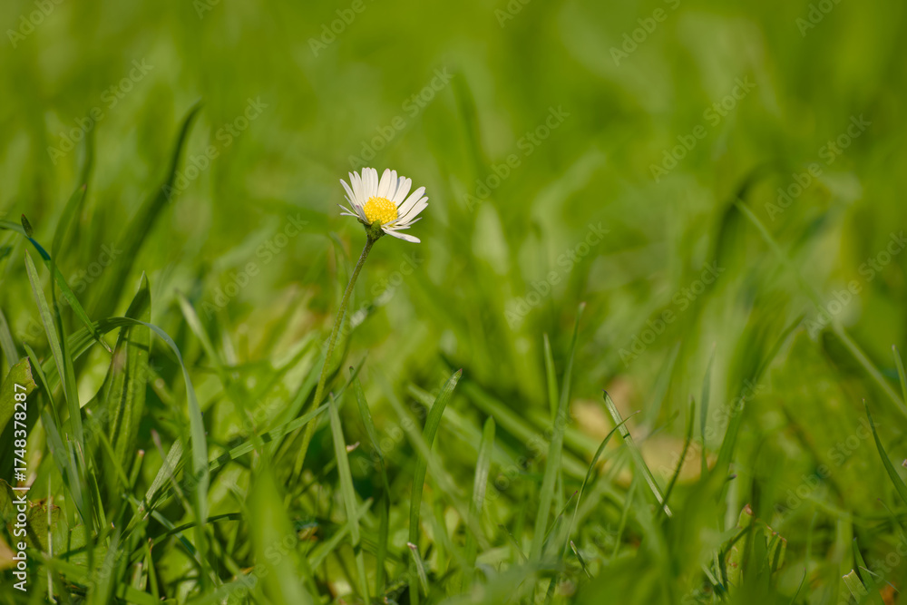 custom made wallpaper toronto digitalDaisy flower in green grass bathed in warm evening sunlight