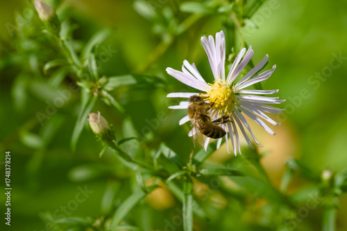 Wallpaper Mural Close-up of bee pollinating new england aster in autumn sunlight Torontodigital.ca