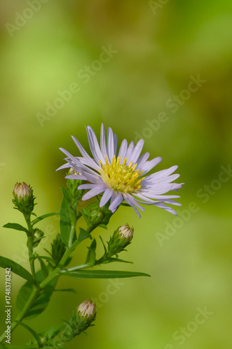 Wallpaper Mural New england aster flower captured in macro with blurred background Torontodigital.ca