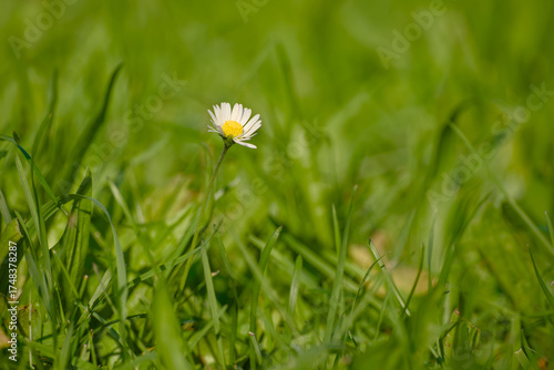 Wallpaper Mural Daisy flower in green grass bathed in warm evening sunlight Torontodigital.ca