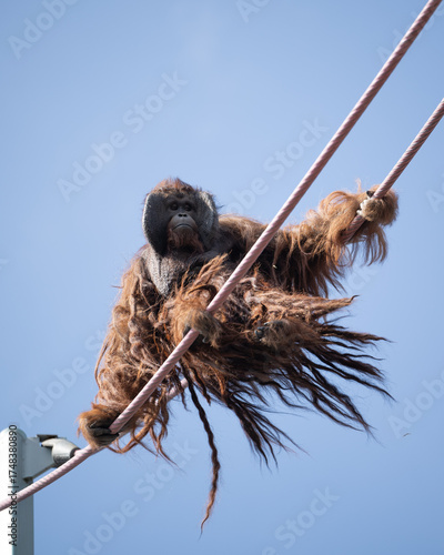 Orangutan sitting on rope