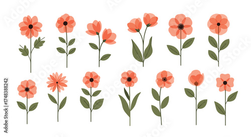 A collection of delicate coral-colored flowers on stems.