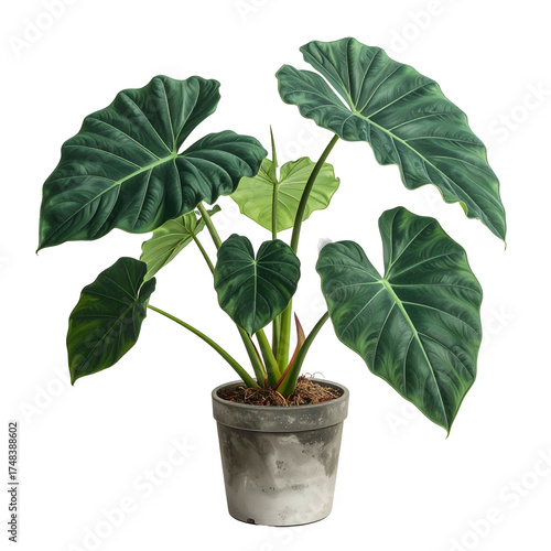 A lush, dark green elephant ear plant, in a gray concrete pot, sits centered on black