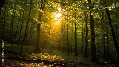 Golden sun rays slowly shift and filter through a dense forest canopy in a tranquil timelapse quiet, canopy, leaves