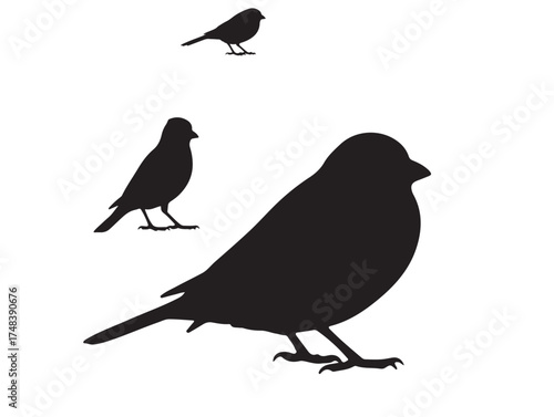 Three birds in silhouette on pure white background.