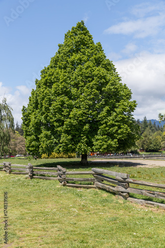 Big leaf maple tree, Acer Macrophyllum, in Stanley Park, Vancouver, Canada.