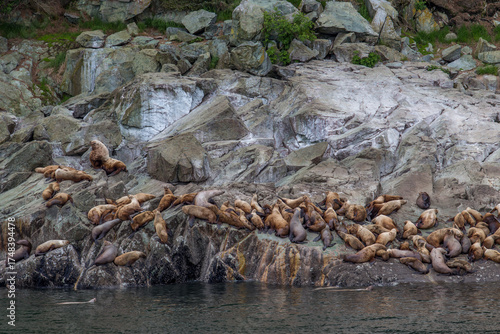Sea lions resting on the fjords in Alaska