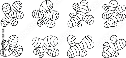 Set of ginger root illustrations in black and white line art style, organic herbal spice vector collection for design and packaging