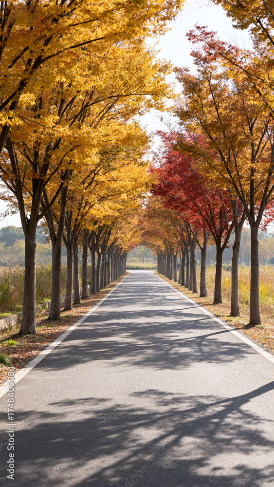 Naklejka premium Autumn Tree Lined Path