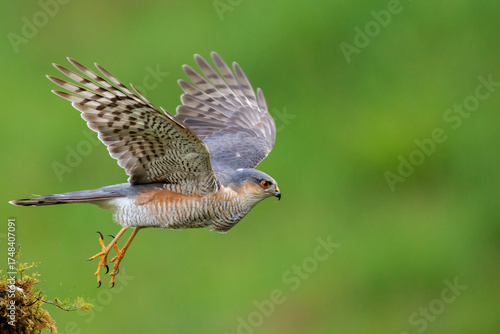 Sparrowhawk (Accipiter nisus) in flight
