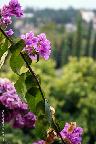view from Gardone at the lake of Garda