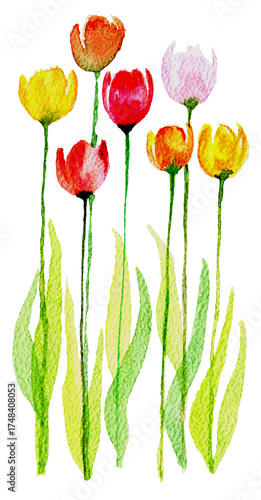 Tulipani multicolore, illustrazione ad acquerello isolata su sfondo bianco