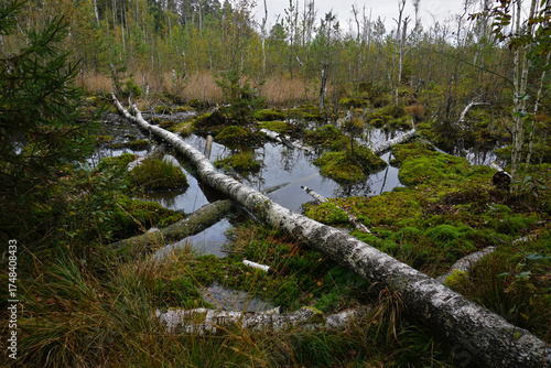 Naturschutzgebiet Schwenninger Moos; Hochmoor und Neckarursprung; Baden Württemberg; Deutschland