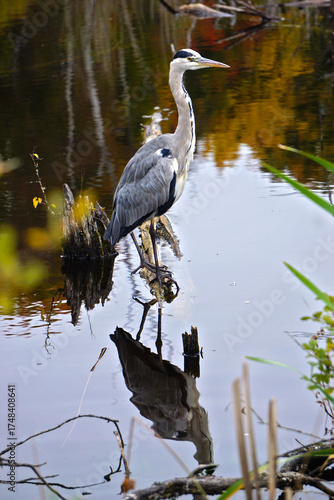 Graureiher (Ardea cinerea) im Naturschutzgebiet Schwenninger Moos; Hochmoor und Neckarursprung; Baden Württemberg; Deutschland