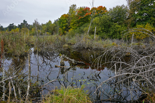 Naturschutzgebiet Schwenninger Moos; Hochmoor und Neckarursprung; Baden Württemberg; Deutschland