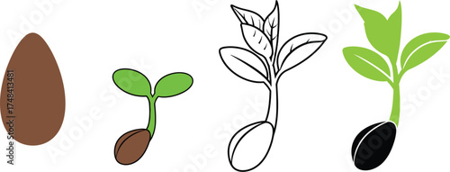 Illustration showing the stages of plant growth from seed to sprout