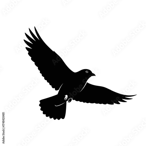 bird of prey