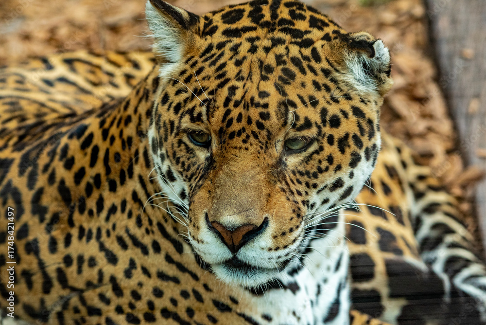 Obraz premium Into the wild - Jaguars