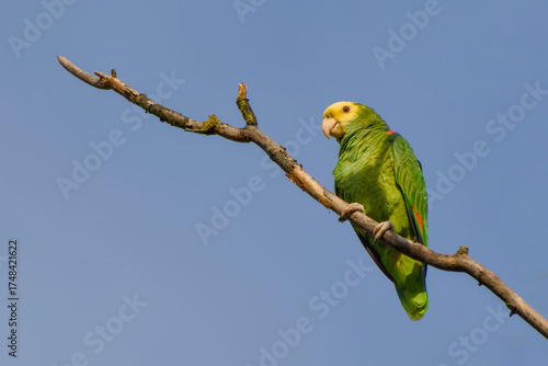 Wallpaper Mural Yellow-headed amazon parrot is perching on a branch on the blue sky background in Stuttgart, Germany Torontodigital.ca