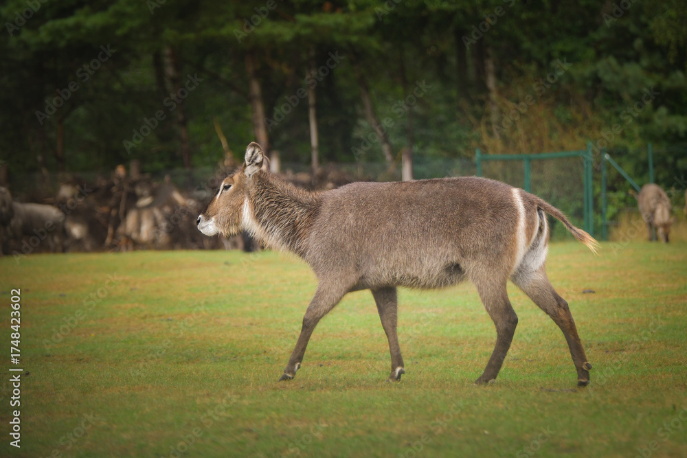 Fototapeta premium Waterbuck antelope (Kobus ellipsiprymnus) walking on green grass, side view.