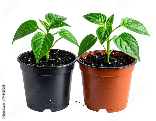 Two small pepper plants in separate pots (1)