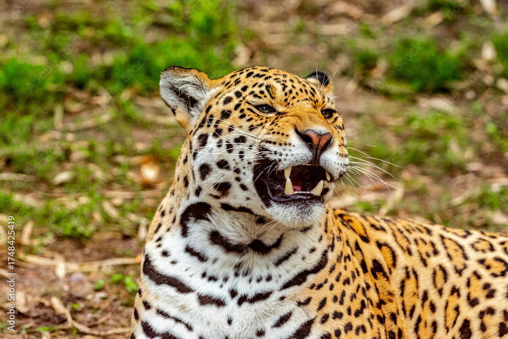 Obraz premium Into the wild - Jaguars !