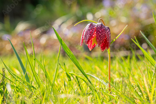 Snakes Head Fritillary - Fritillaria Meleagris