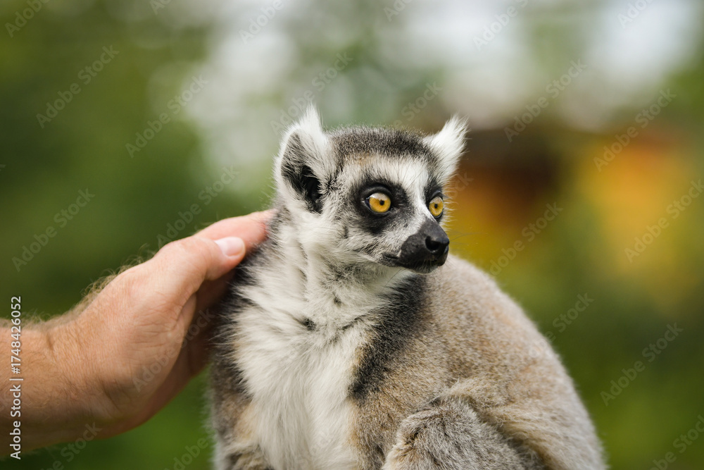 Obraz premium Ring-tailed lemur (Lemur catta) being gently touched by a human hand, showing trust and curiosity.