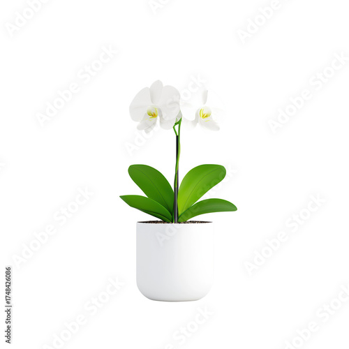 Elegant White Orchid Flower in Modern White Pot for Home Decor