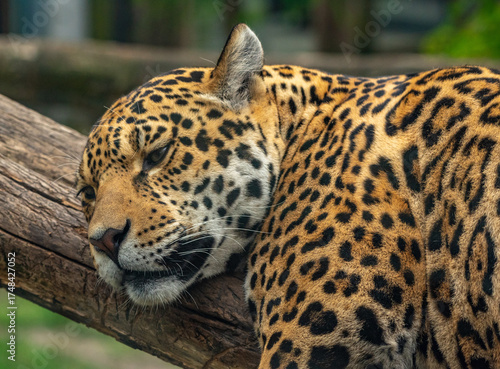 Photography Into the wild - Jaguar
