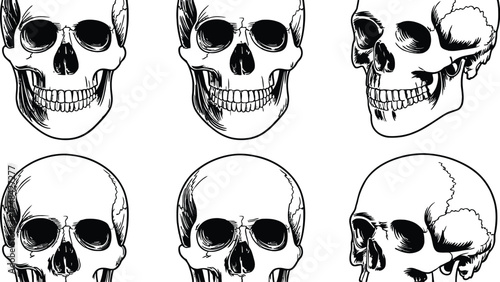 Six monochrome skull illustrations in different angles on white background