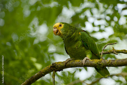 Wallpaper Mural Yellow-headed amazon parrot is perching on a branch close-up Torontodigital.ca