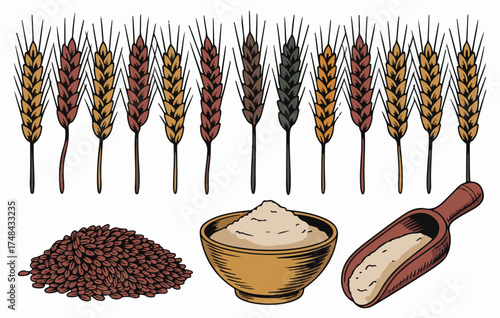 Wheat and Grain Vector Illustration with Flour, Seeds, and Scoop