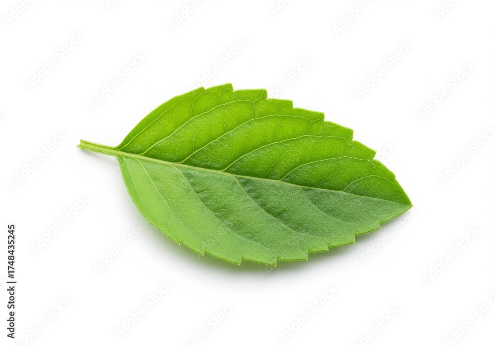 Fototapeta premium Fresh Green Basil Leaf Isolated on White Background