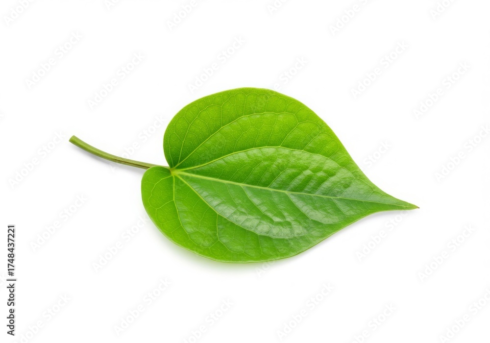 Fototapeta premium Heart-shaped Betel Leaf Isolated White Background Herbal Plant