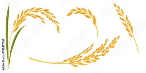 rice plant on a white background. Vector eps 10	