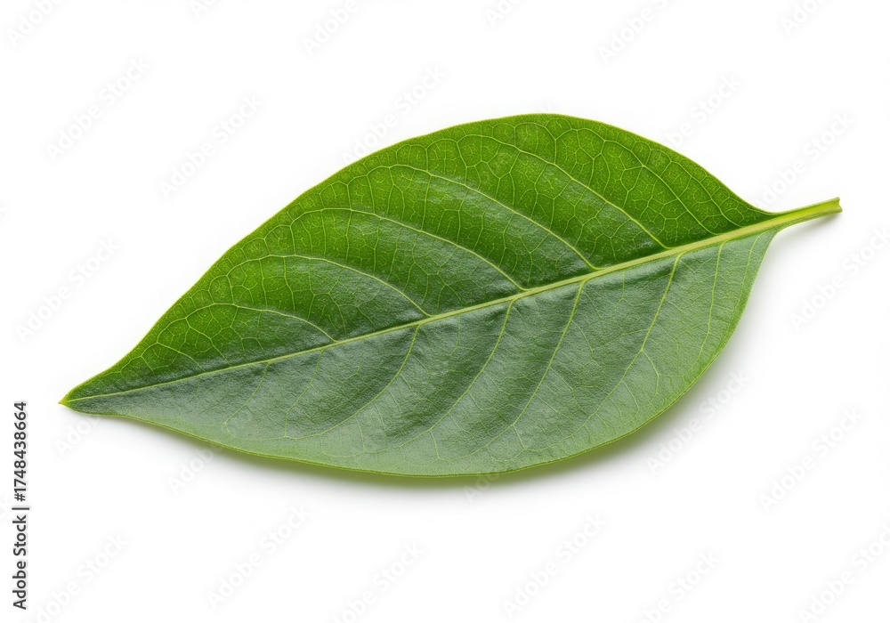 Obraz premium Single Green Leaf Studio Shot White Background