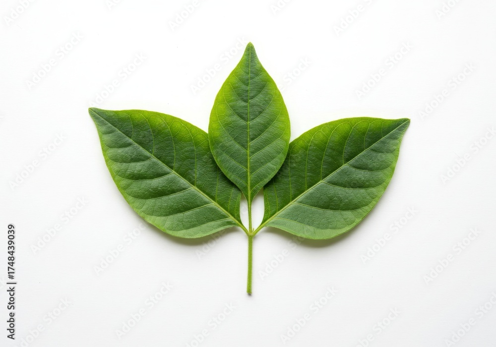 Obraz premium Three Green Leaves Isolated White Background