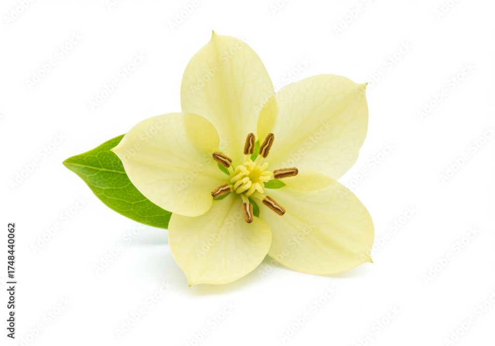 Fototapeta premium Yellow Flower with Green Leaf on White Background